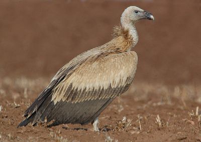 Индийский белоголовый сип (Gyps fulvus fulvescens)
